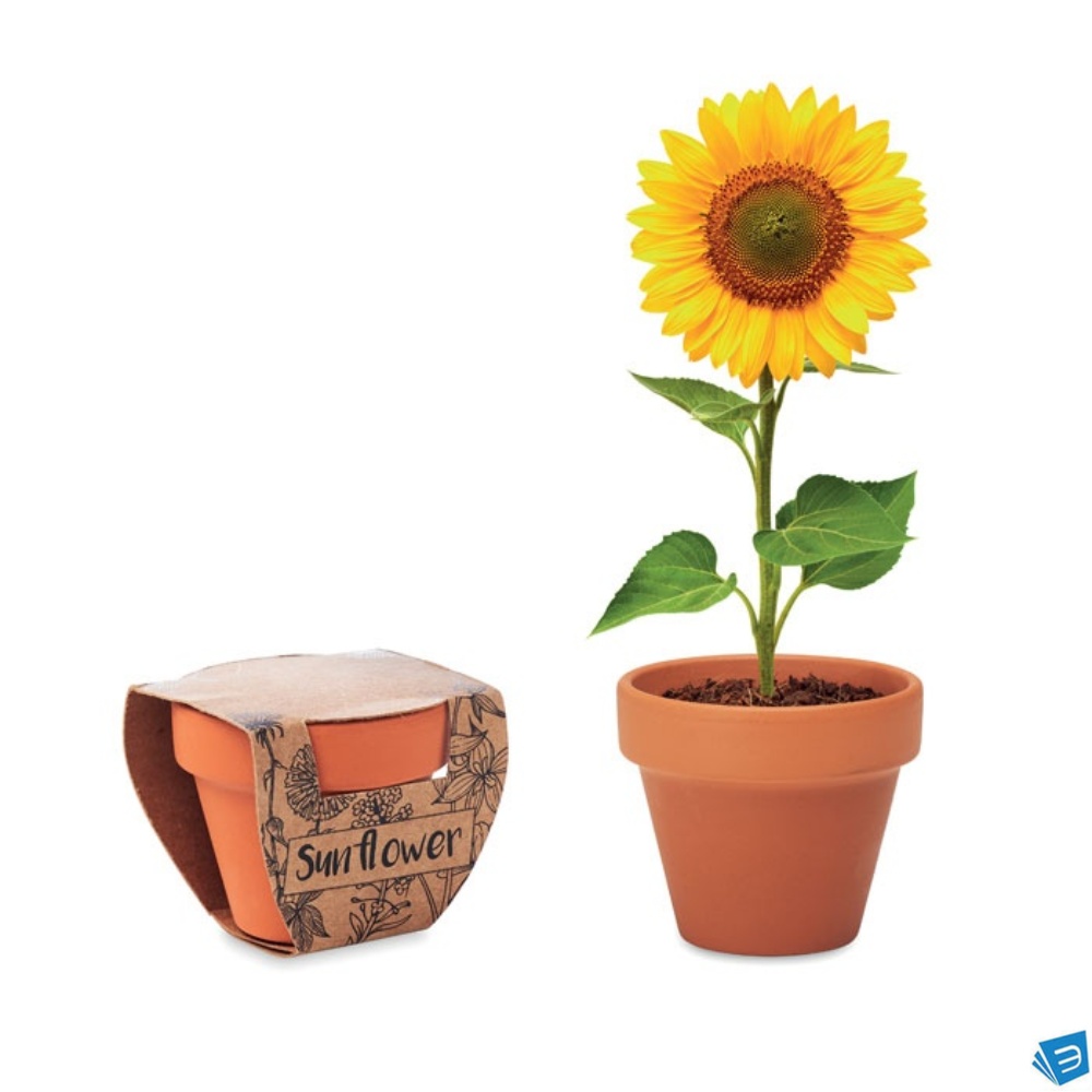 Semi di girasole