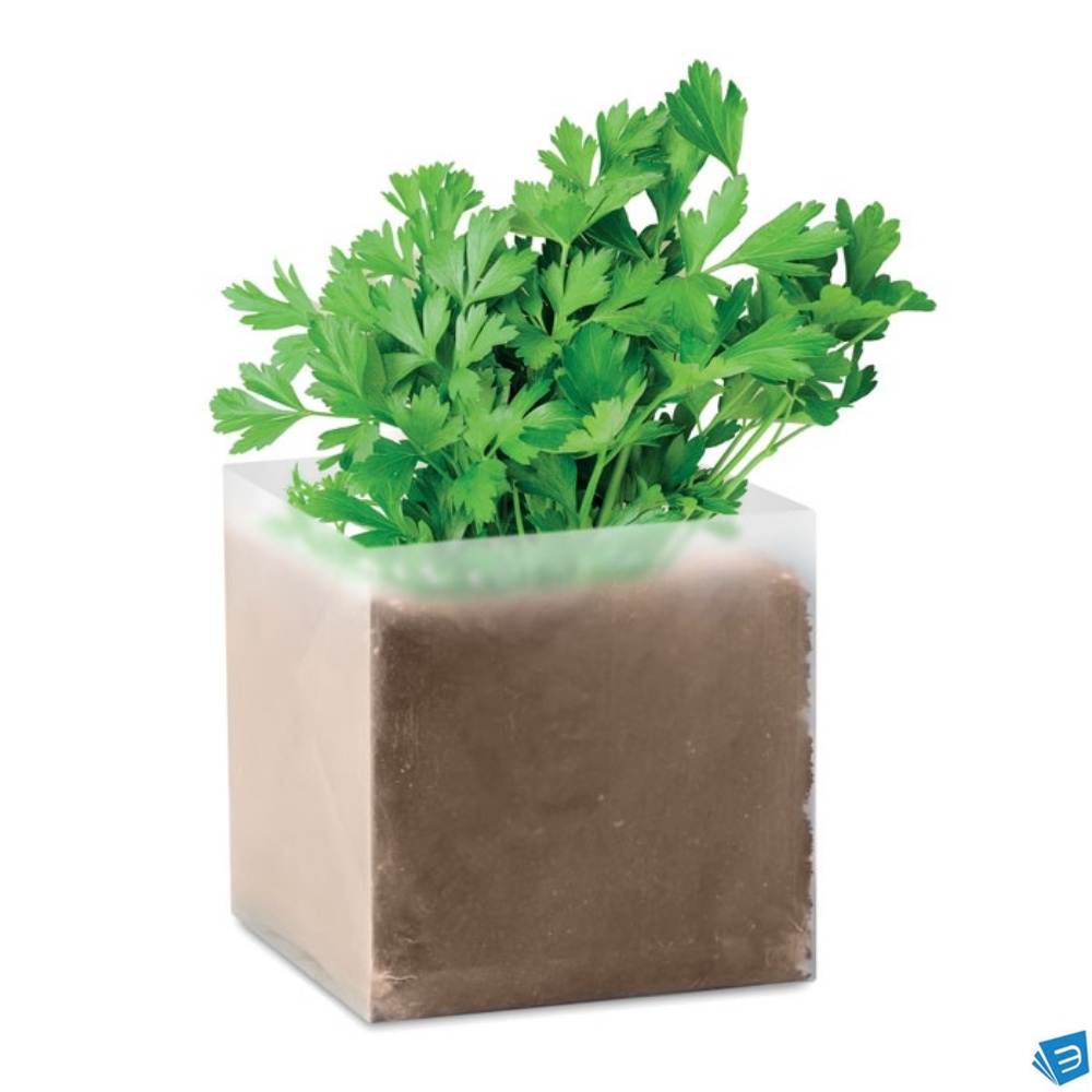 Semi di prezzemolo